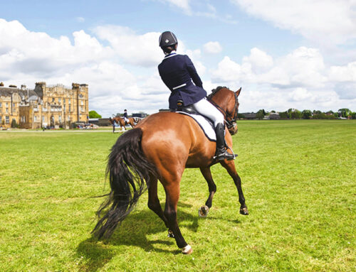 Benefits of Studying an Equine Degree in the UK